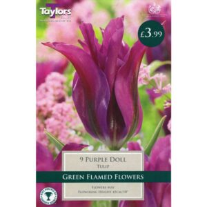 Tulip Purple Doll 9 Bulbs