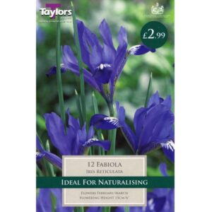 Iris Reticulata Fabiola 12 Bulbs