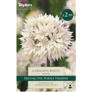Allium Graceful Beauty 6 Bulbs