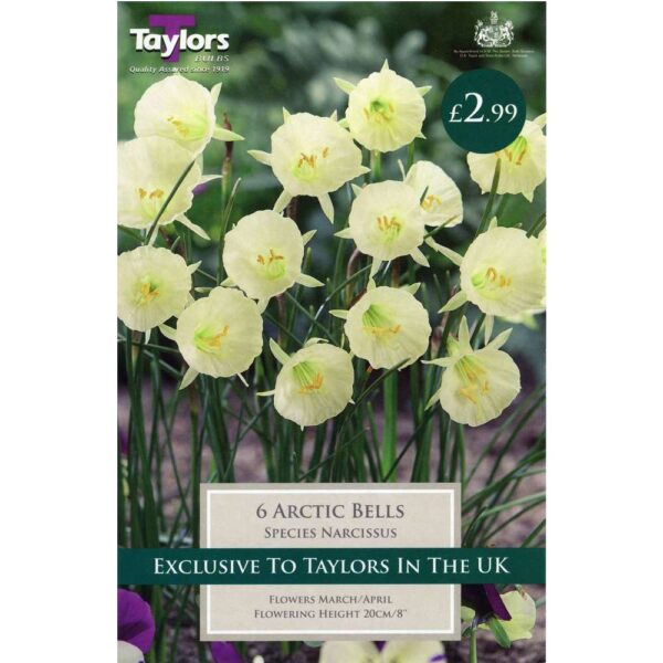 Narcissus Arctic Bells 6 Bulbs