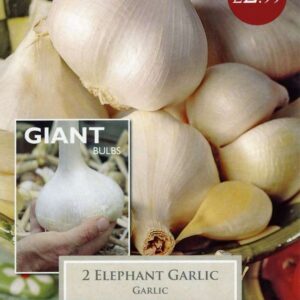 2 Garlic Elephant