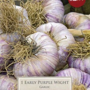 1 Garlic Early Purple Wight