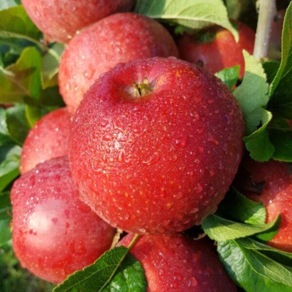 Apple Red Windsor 11.5L