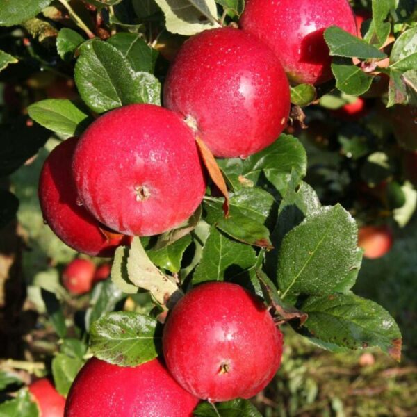 Apple (Malus) Red Devil