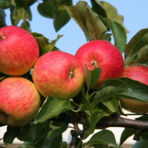 Apple (Malus) Red Falstaff 12L