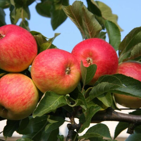 Apple (Malus) Red Falstaff 11.5L