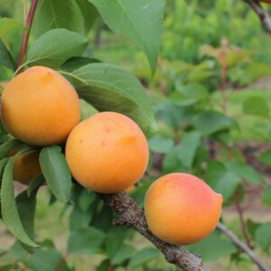 Apricot (Prunus) Compacta