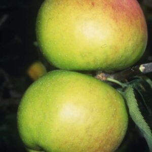 Apple (Malus) Blenheim Orange