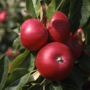 Apple (Malus) Discovery 12L