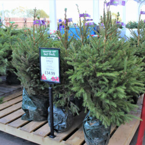 Potted Spruce Fir 100 - 125cm