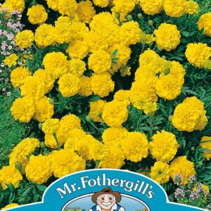 Marigold French Yellow