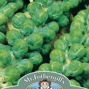 Brussels Sprout Evesham
