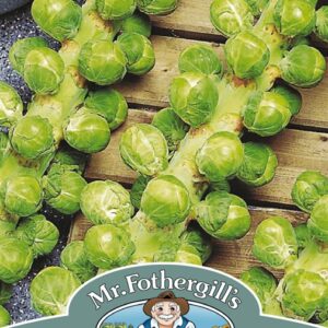 Brussels Sprout Napoleon