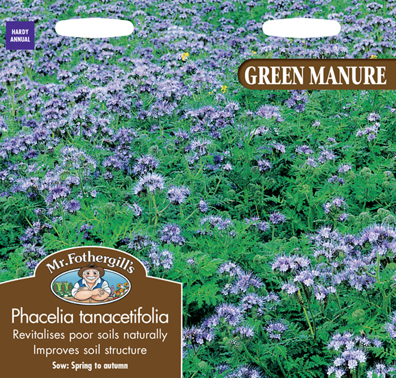 Green Manure Phacelia