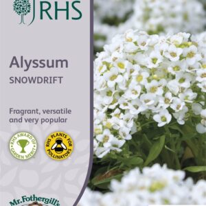 RHS Alyssum Snowdrift