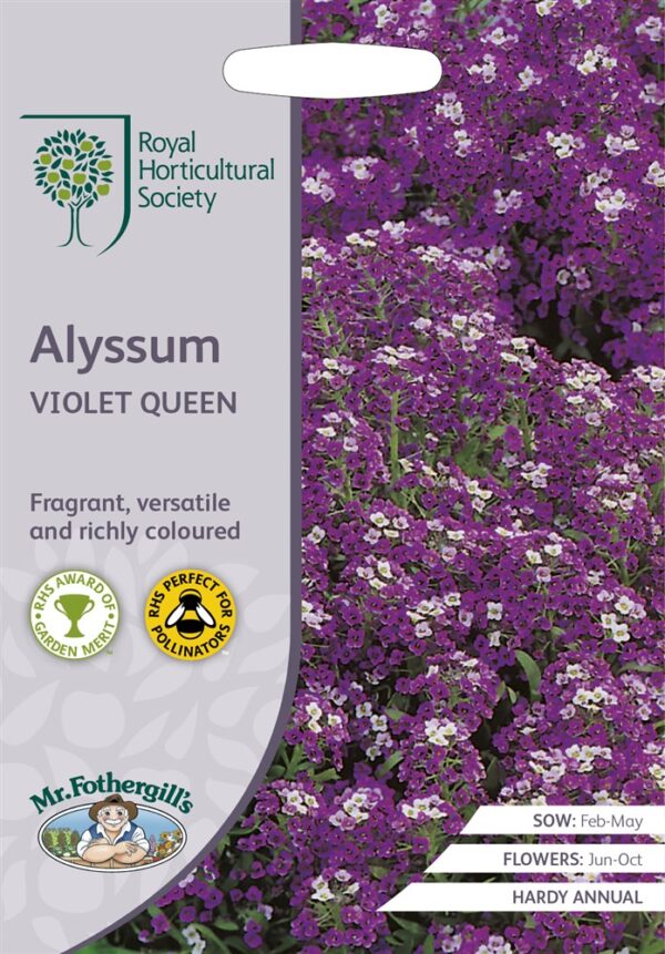 RHS Alyssum Violet Queen