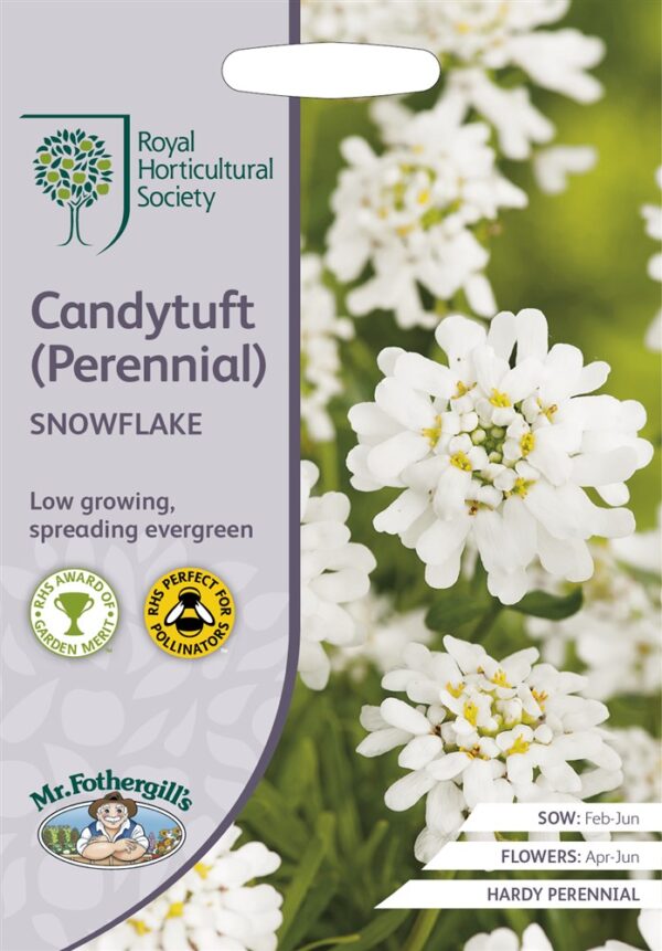 RHS Candytuft Perennial