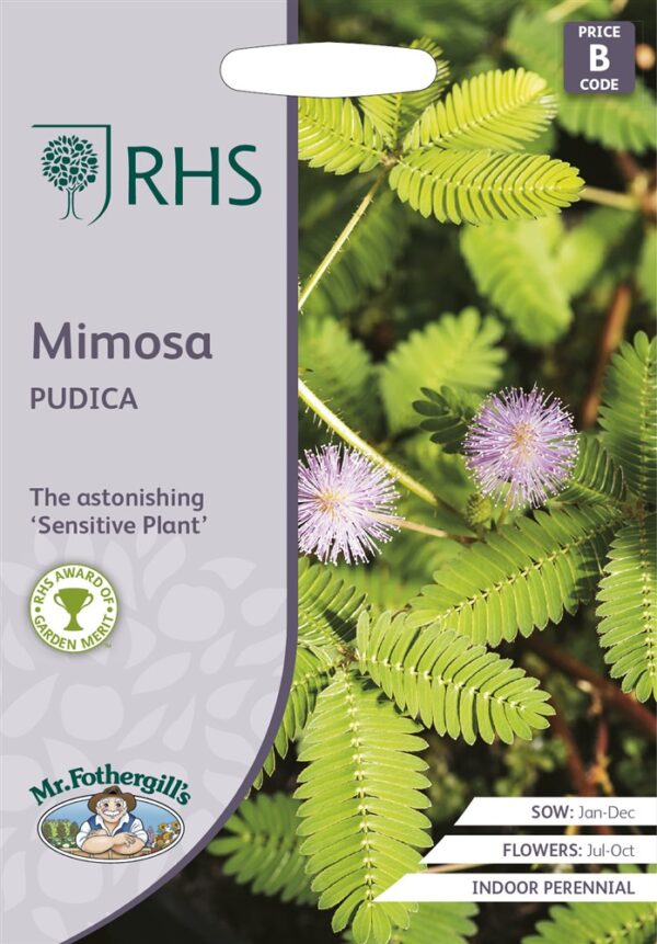 RHS Mimosa Pudica
