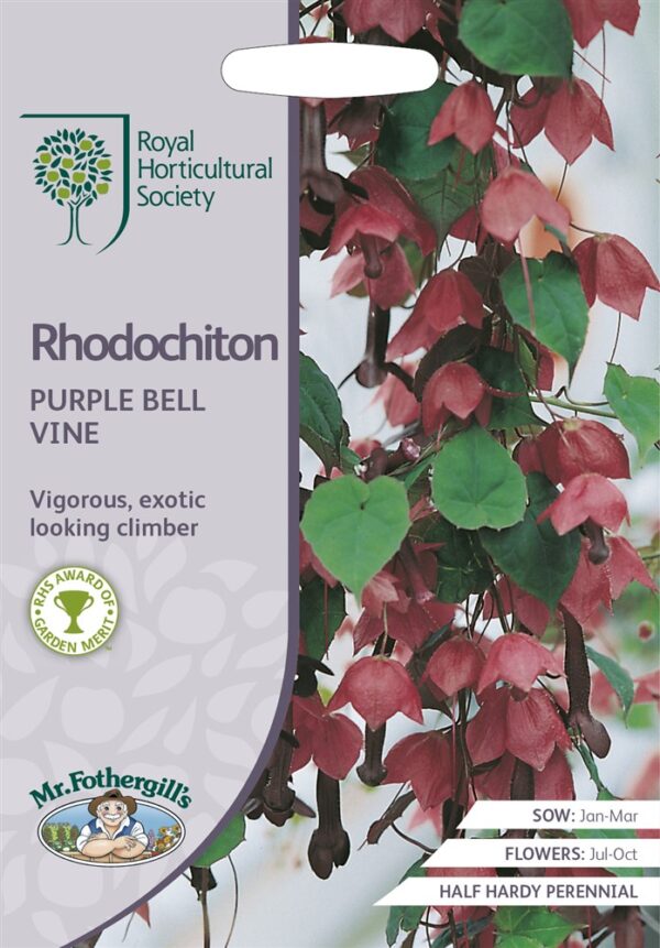 RHS Rhodochiton Purple