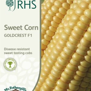 RHS Sweet Corn Goldcrest