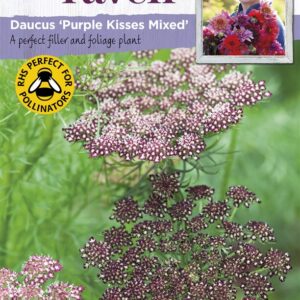 SR Daucus Purple Kisses Mix