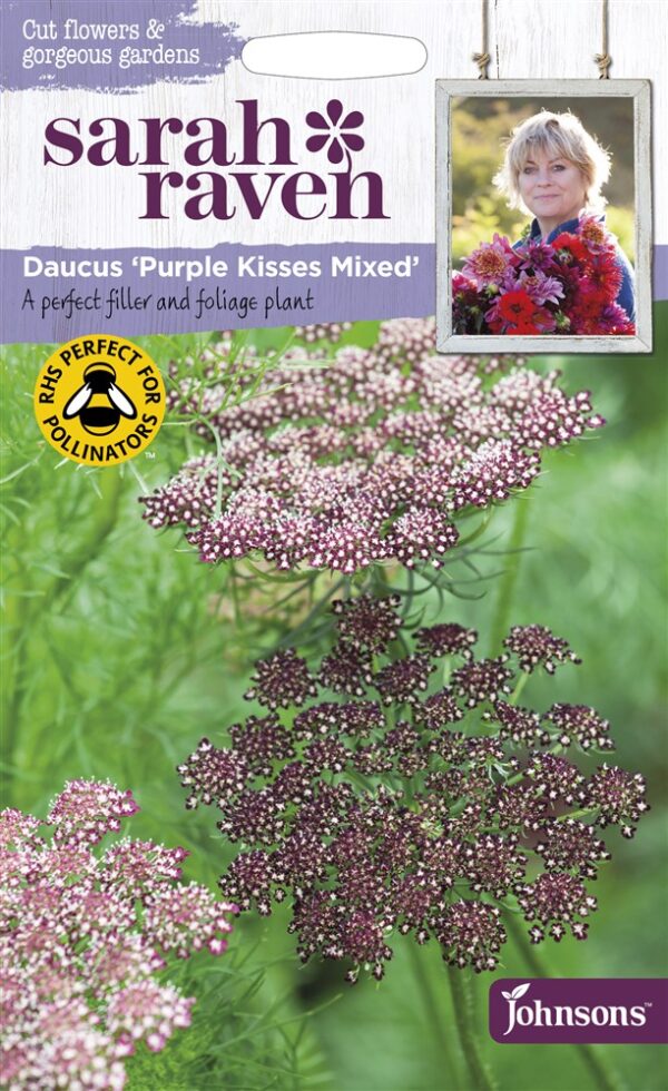 SR Daucus Purple Kisses Mix