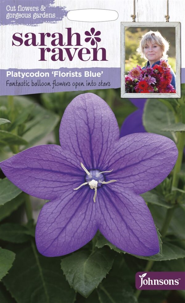 SR Platycodon Florists Blue