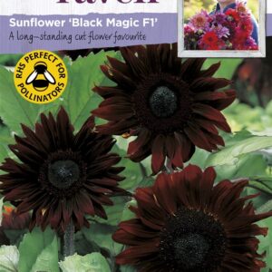 SR Sunflower Black Magic F1
