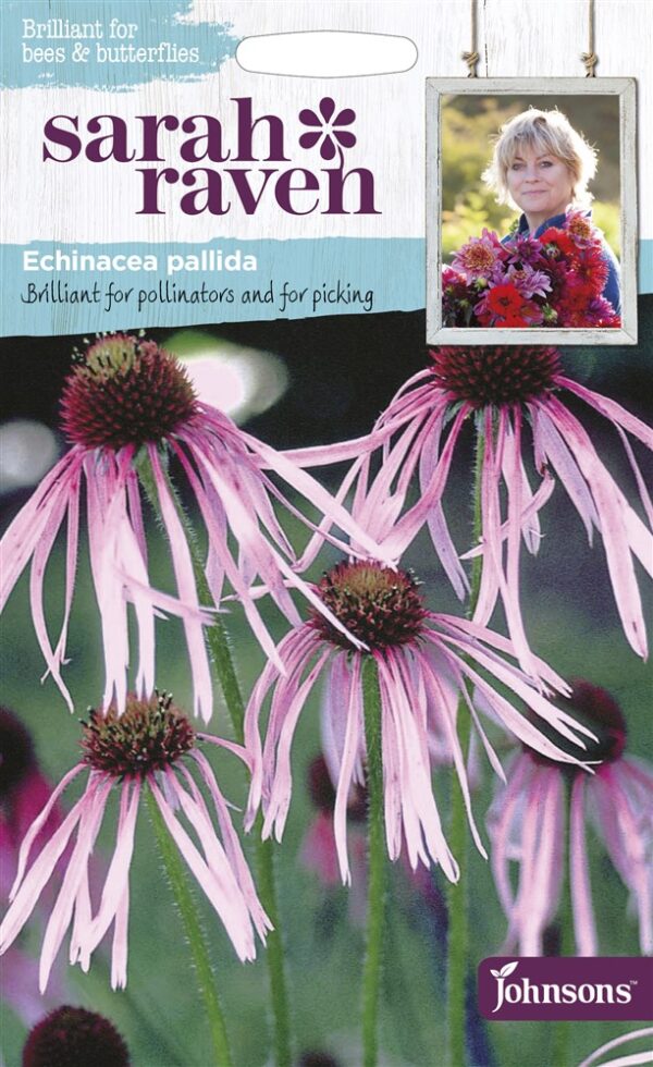 SR Echinacea Pallida