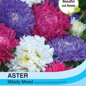 Aster Milady Mixed
