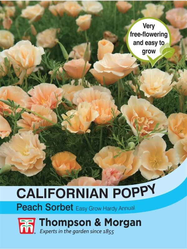 Californian Poppy Peach