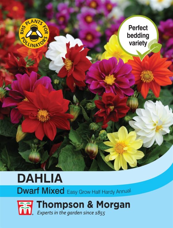 Dahlia Dwarf Mixed
