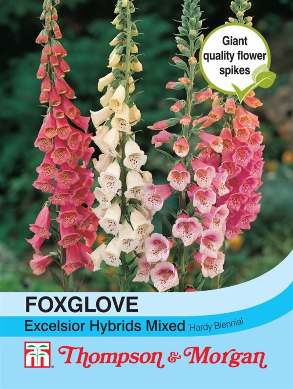 Foxglove Excelsior Hybrids