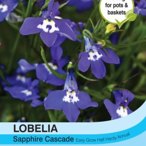 Lobelia (Trailing) Sapphire