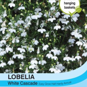 Lobelia (Trailing) White