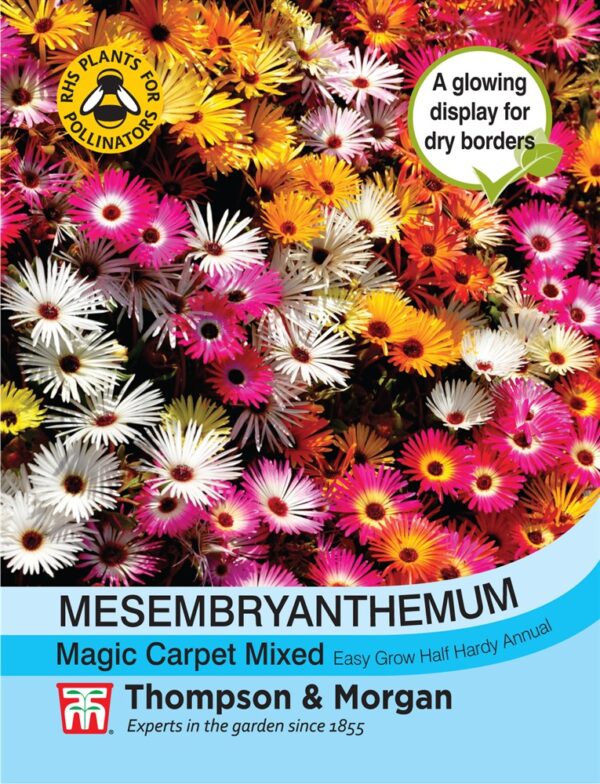 Mesembryanthemum Magic Carp