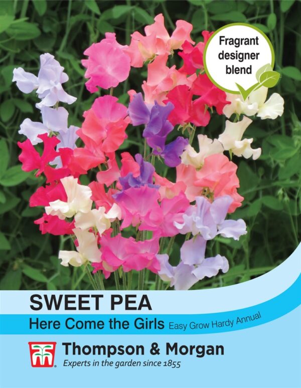 Sweet Pea Here Come the