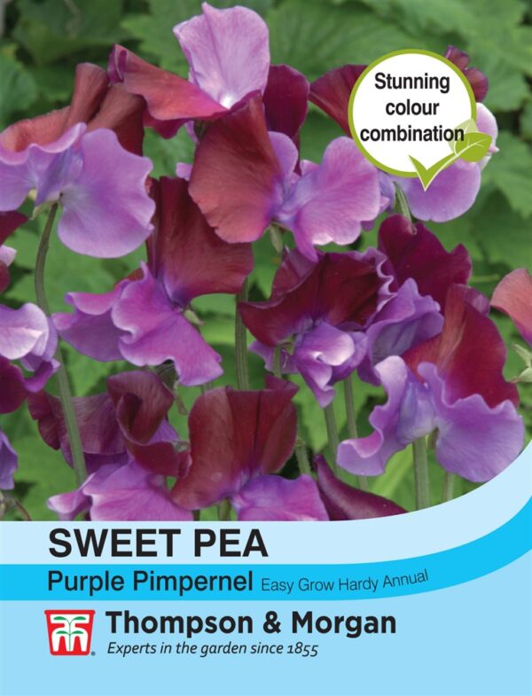 Sweet Pea Purple Pimpernel
