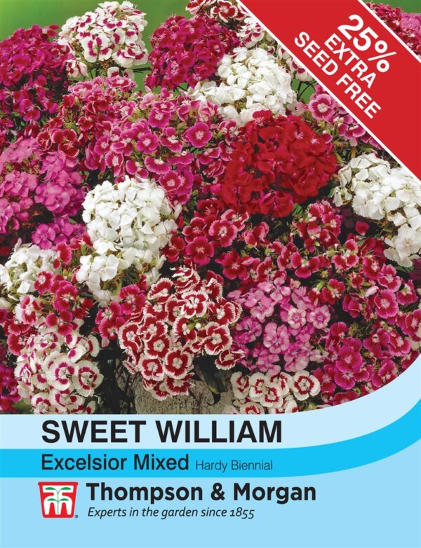 Sweet William Excelsior Mix