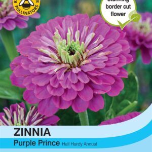 Zinnia Purple Prince