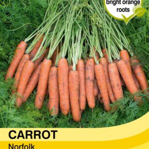 Carrot Norfolk