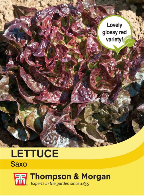 Lettuce Saxo