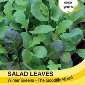 Salad Leaves - Winter Green