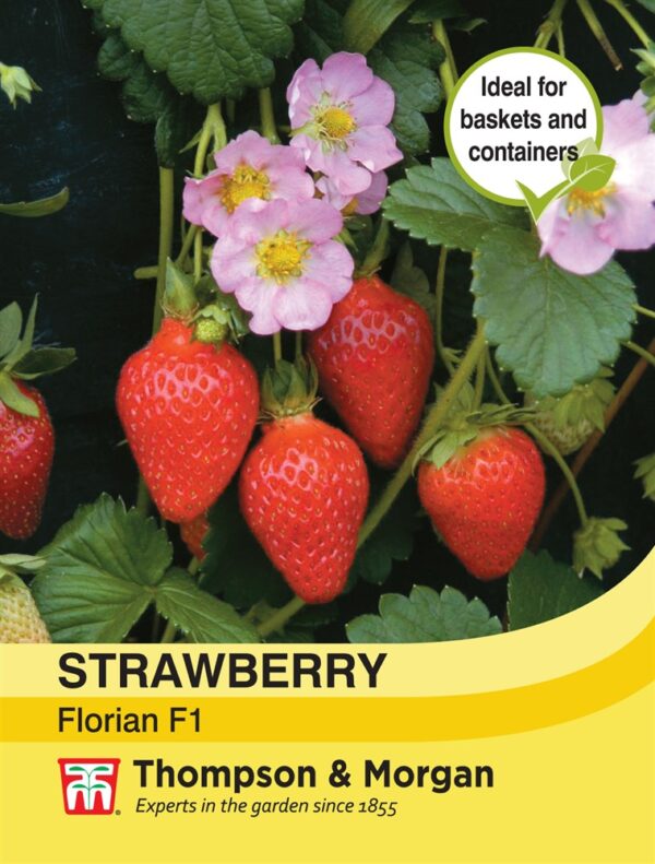 Strawberry Florian F1