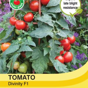 Tomato Divinity