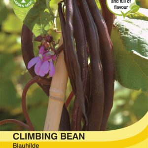 Climbing Bean Blauhilde