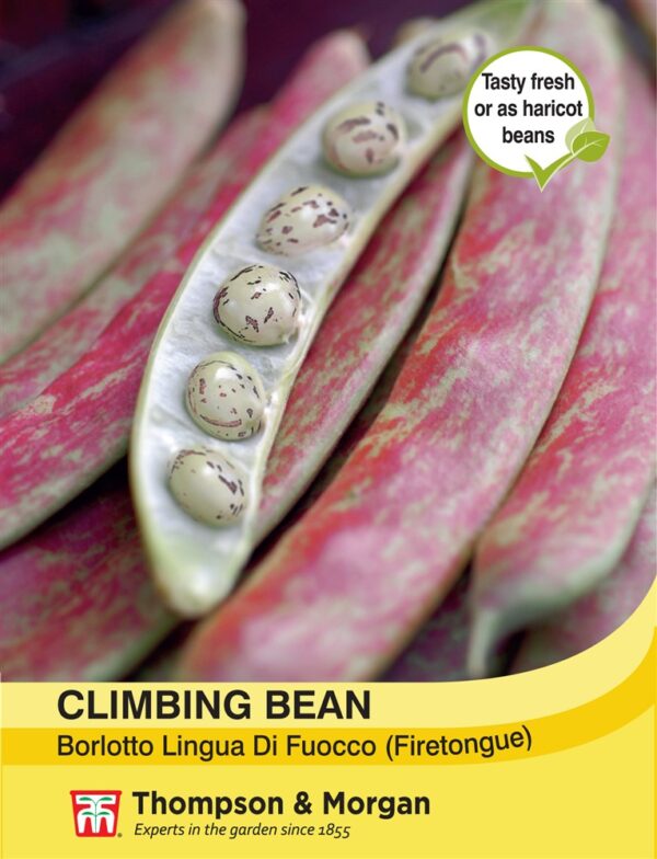 Climbing Bean Borlotto Ling