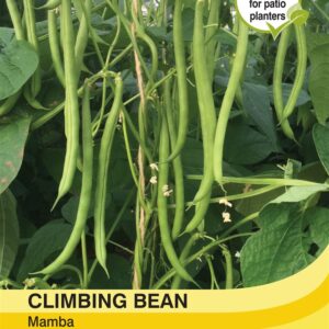 Climbing Bean Mamba