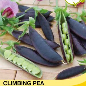 Climbing Pea Purple Magnoli