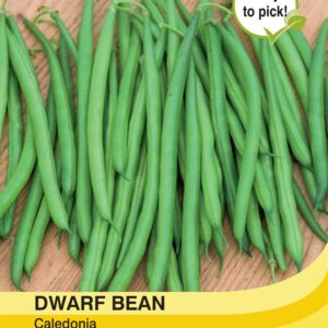 Dwarf Bean Caledonia